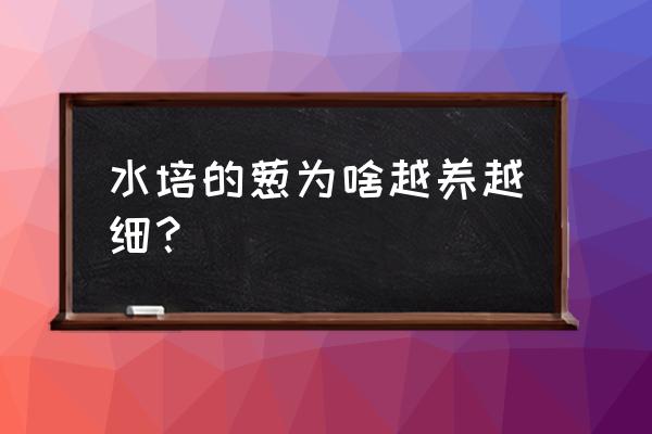 水培大葱用什么方法使它长得好 水培的葱为啥越养越细？