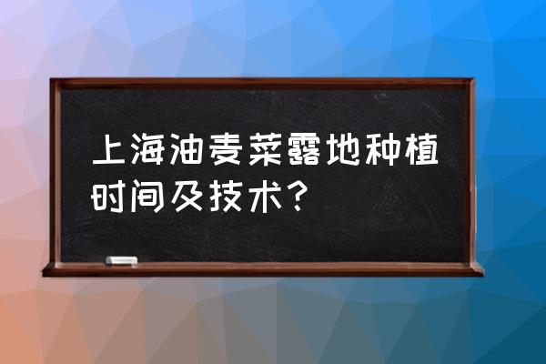 露地种植油麦菜广州地区何时播种 上海油麦菜露地种植时间及技术？