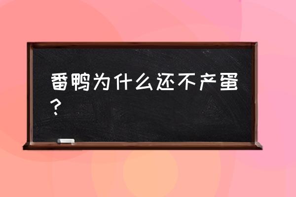 番鸭细小病毒图片大全 番鸭为什么还不产蛋？