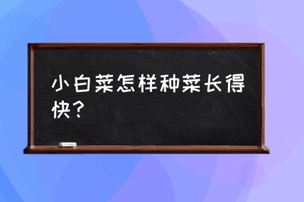 怎么样种菜比较快 小白菜怎样种菜长得快？