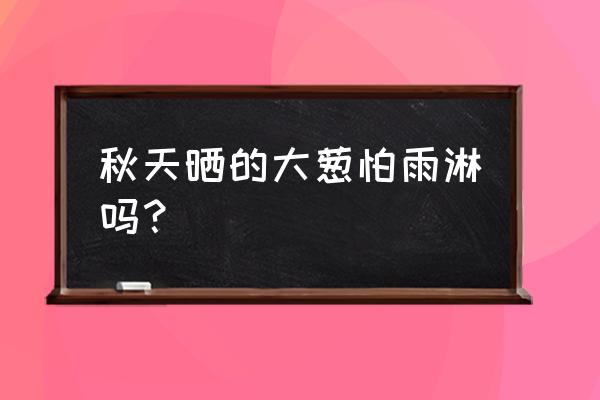 秋天的大葱晒到什么程度 秋天晒的大葱怕雨淋吗？