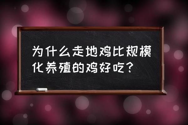 怎么选鸡最好方法 为什么走地鸡比规模化养殖的鸡好吃？