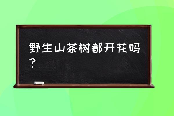 野山茶适合做什么茶 野生山茶树都开花吗？