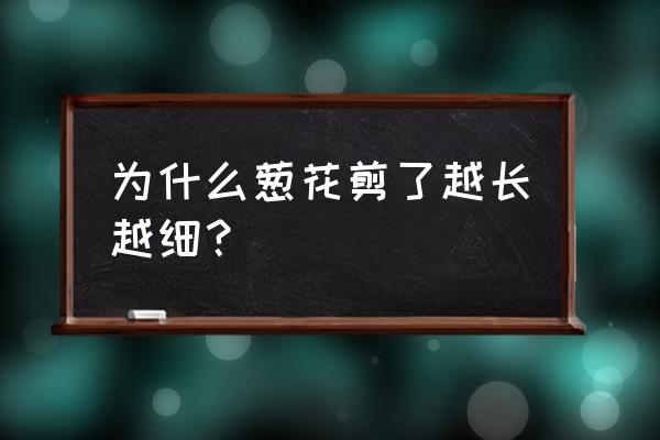 盆栽香葱怎么越长越细 为什么葱花剪了越长越细？