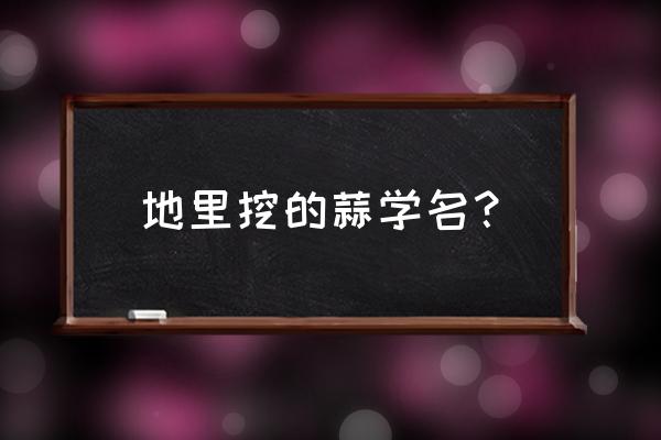 挖蒜必备的10种方法 地里挖的蒜学名？