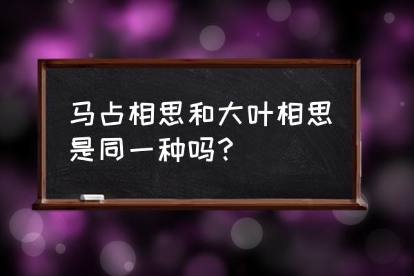 马占相思是常绿树木吗 马占相思和大叶相思是同一种吗？