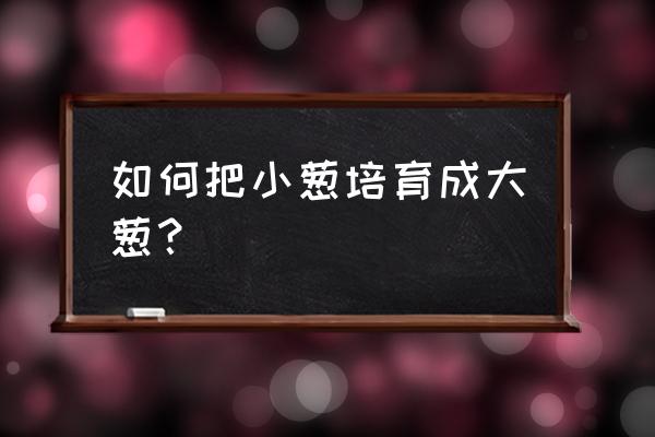 葱秧种好以后多长时间浇一次水 如何把小葱培育成大葱？