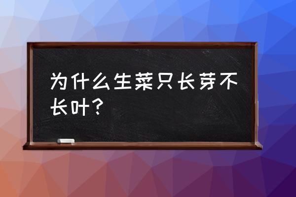 如何在阳台上种生菜 为什么生菜只长芽不长叶？