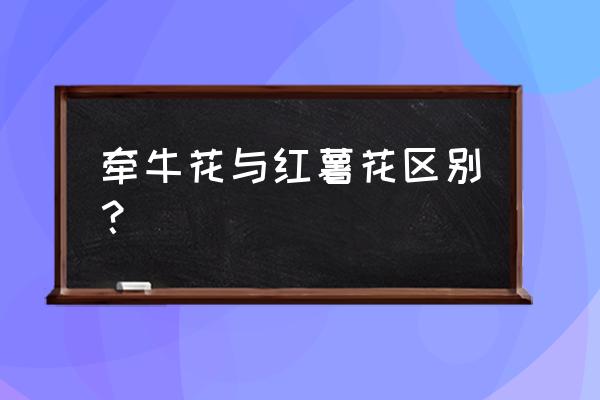 牵牛花怎样嫁接红薯 牵牛花与红薯花区别？