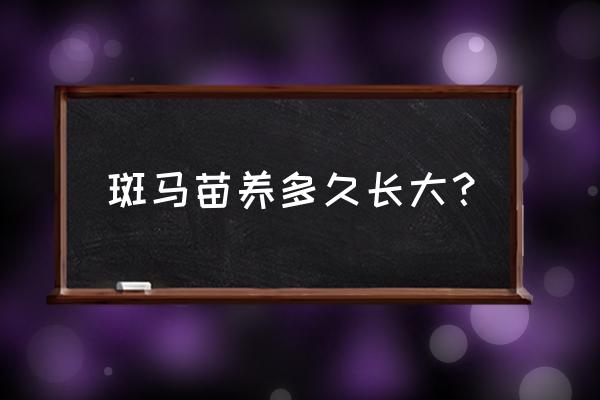 1-2cm鱼苗怎么养 斑马苗养多久长大？