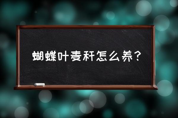 麦秆菊几月播种最好 蝴蝶叶麦秆怎么养？