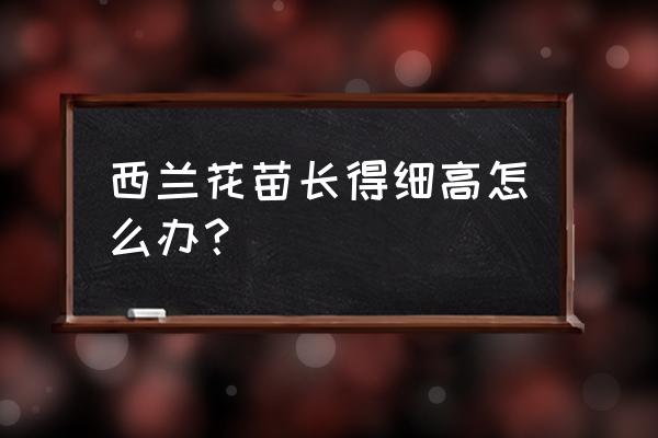 萝卜苗长得又细又高如何解决 西兰花苗长得细高怎么办？