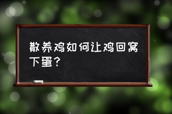 怎么养鸡才下蛋多 散养鸡如何让鸡回窝下蛋？