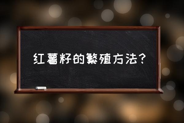 红薯怎样种植可以快速发芽 红薯籽的繁殖方法？