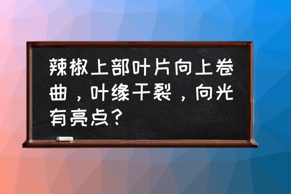 辣椒卷叶喷苏打水 辣椒上部叶片向上卷曲，叶缘干裂，向光有亮点？