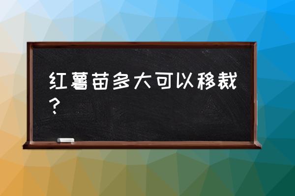 扦插红薯藤剪几节为好 红薯苗多大可以移裁？