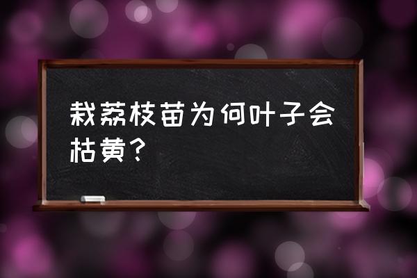 盆栽种荔枝有什么技巧 栽荔枝苗为何叶子会枯黄？