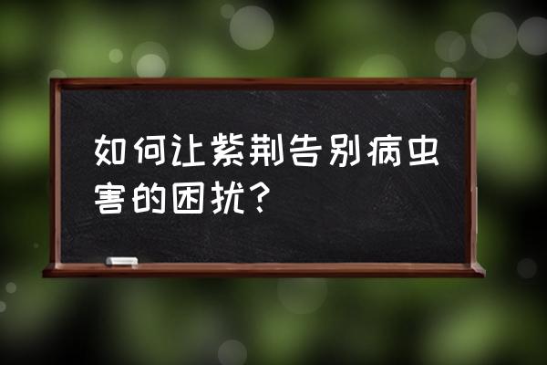 紫荆花的病虫害防治方法 如何让紫荆告别病虫害的困扰？