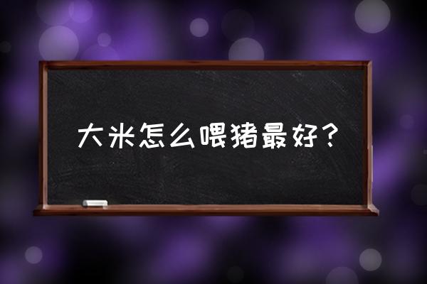 养猪要必备些什么 大米怎么喂猪最好？