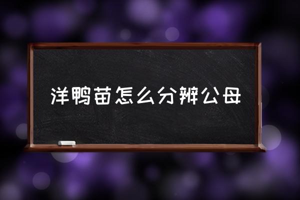 小鸭苗怎样鉴别公母 洋鸭苗怎么分辨公母