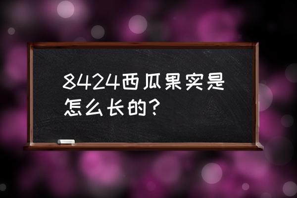 8424西瓜是不是长不大 8424西瓜果实是怎么长的？