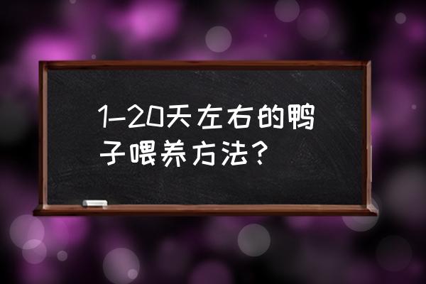 雏鸭养殖过程中有哪些常见的问题 1-20天左右的鸭子喂养方法？