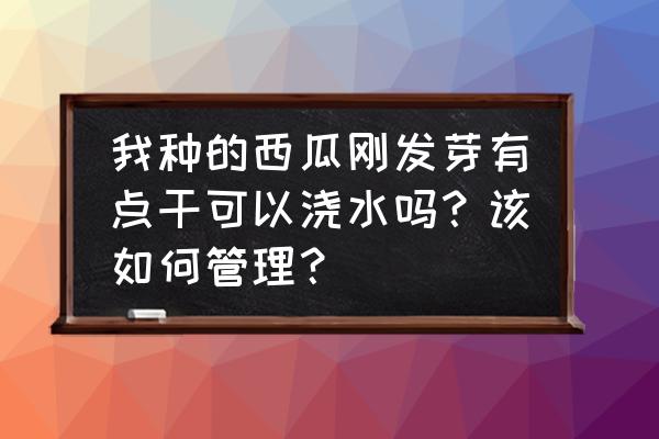 西瓜刚移栽如何浇水 我种的西瓜刚发芽有点干可以浇水吗？该如何管理？