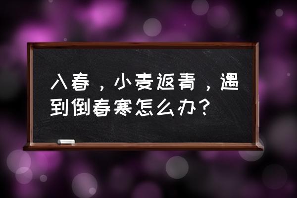 小麦播种稀了用什么办法补救 入春，小麦返青，遇到倒春寒怎么办？