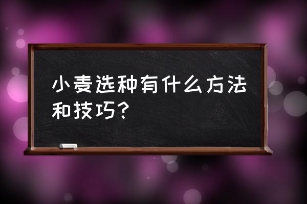 小麦选种的诀窍 小麦选种有什么方法和技巧？