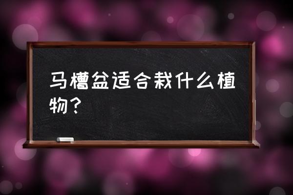 栗子地里可以养殖什么 马槽盆适合栽什么植物？