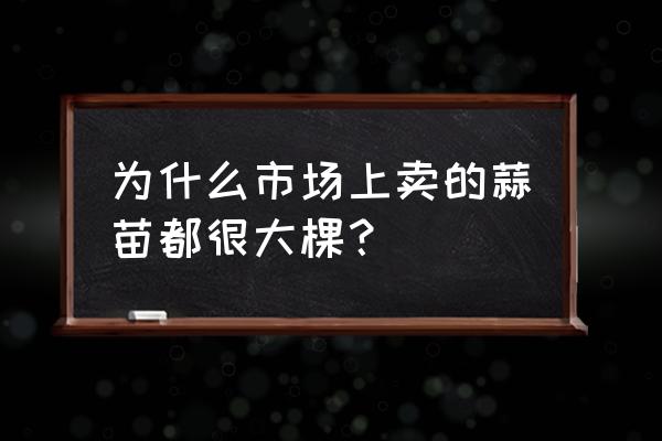 蒜苗怎么大面积种植 为什么市场上卖的蒜苗都很大棵？