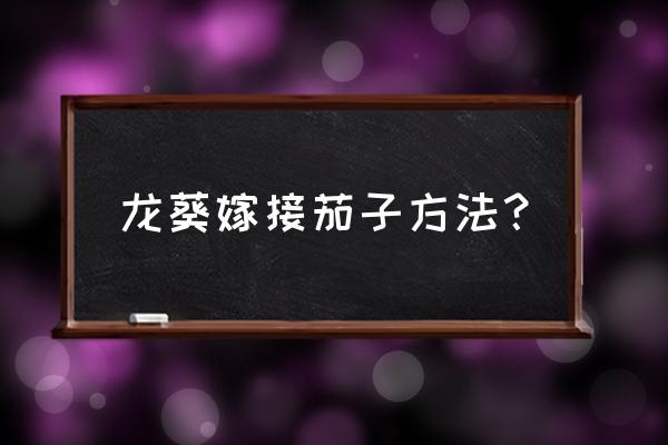 大拱棚茄子什么时间育苗 龙葵嫁接茄子方法？