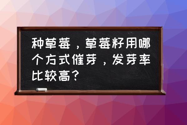 草莓籽纸巾催芽和直接播种 种草莓，草莓籽用哪个方式催芽，发芽率比较高？