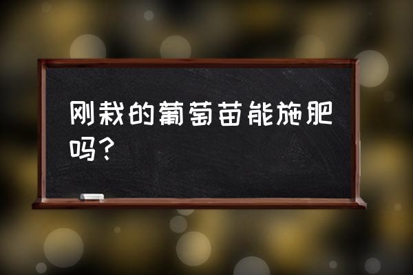 刚栽的葡萄树一米高了怎么施肥 刚栽的葡萄苗能施肥吗？