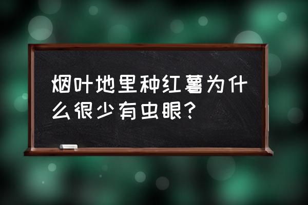 烟草种子有卖的吗 烟叶地里种红薯为什么很少有虫眼？