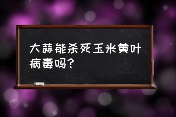 香蕉细菌性软腐病防治 大蒜能杀死玉米黄叶病毒吗？