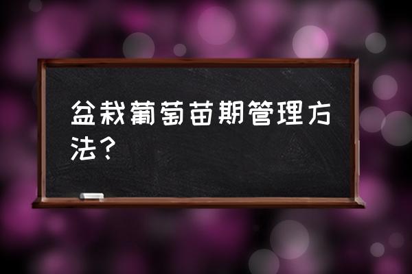 盆景葡萄栽培技术与管理方法 盆栽葡萄苗期管理方法？