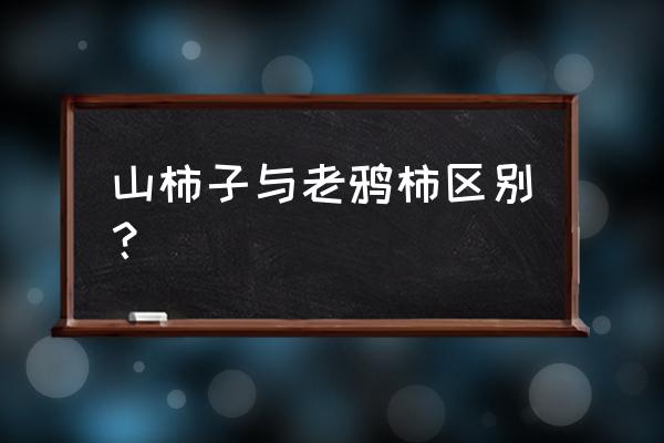 黑肉柿怎么吃 山柿子与老鸦柿区别？