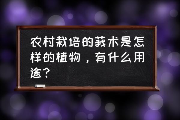 野生黄姜吃了能治什么病 农村栽培的莪术是怎样的植物，有什么用途？