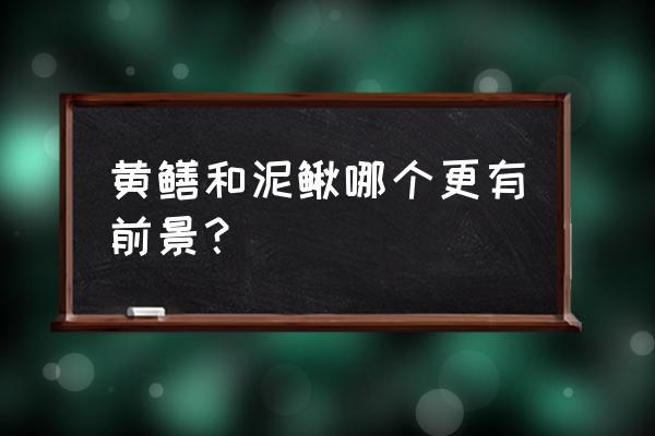 泥鳅养殖前景和未来十大养殖前景 黄鳝和泥鳅哪个更有前景？