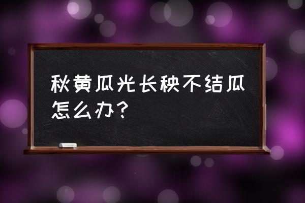 黄瓜化瓜不结瓜有什么办法 秋黄瓜光长秧不结瓜怎么办？