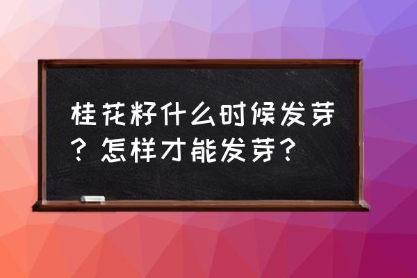 桂花树结的种子有什么用 桂花籽什么时候发芽？怎样才能发芽？