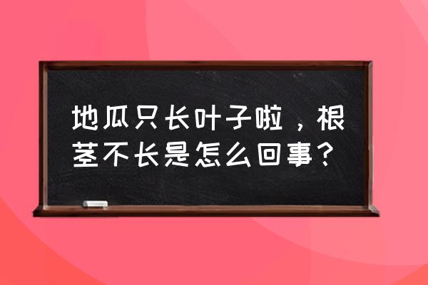 红薯种两个月了还不长怎么办 地瓜只长叶子啦，根茎不长是怎么回事？