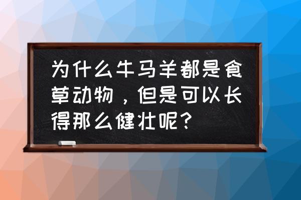 哪些动物是直接吃草的 为什么牛马羊都是食草动物，但是可以长得那么健壮呢？