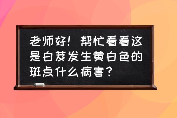 中药材病虫害图片大全 老师好！帮忙看看这是白芨发生黄白色的斑点什么病害？