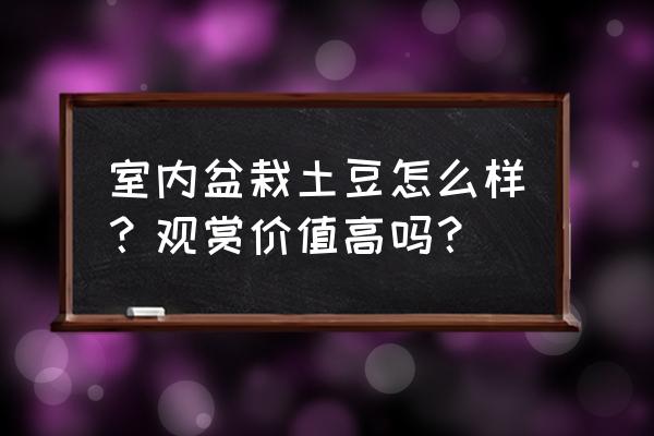 土豆可以做盆栽吗 室内盆栽土豆怎么样？观赏价值高吗？