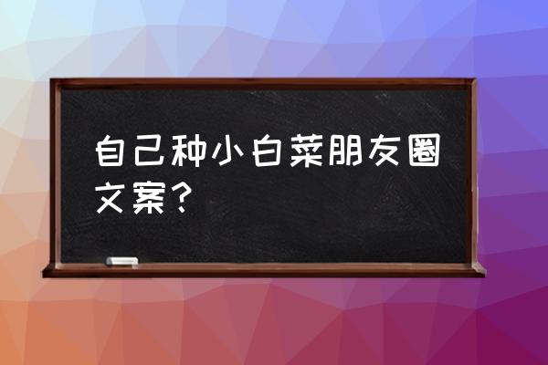 爱种菜的小白阳台怎样种豌豆苗 自己种小白菜朋友圈文案？