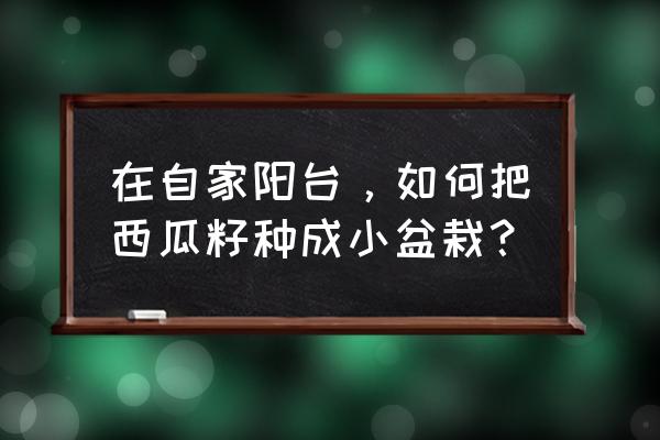 盆栽西瓜的种植方法和技术 在自家阳台，如何把西瓜籽种成小盆栽？