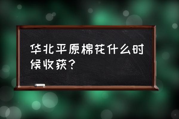 棉花从播种到丰收要经过哪些步骤 华北平原棉花什么时候收获？