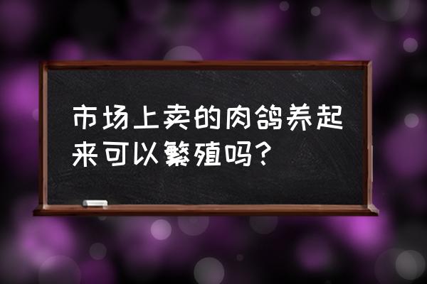 在菜市场买的鸡蛋可以孵出小鸡吗 市场上卖的肉鸽养起来可以繁殖吗？